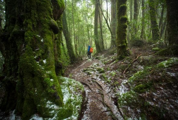 Cradle Mountain Signature Walk, Cradle Mountain-Lake St Clair National Park, TAS © Tasmanian Walking Company/Great Walks of Australia