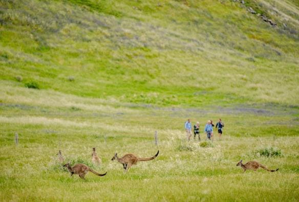 Four hikers standing in a green grassy field with three kangaroos hopping in the foreground on the Southern Ocean Walk in South Australia © Tourism Australia