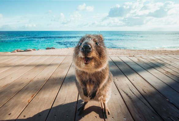 A quokka standing on a wooden path near the ocean on Rottnest Island, Western Australia © Tourism Western Australia