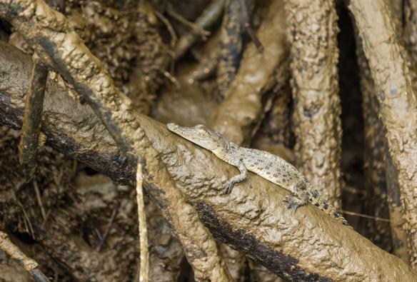 A baby estuarine crocodile basking on a mangrove, FNQ Nature Tours, Daintree, Queensland © Tourism Australia