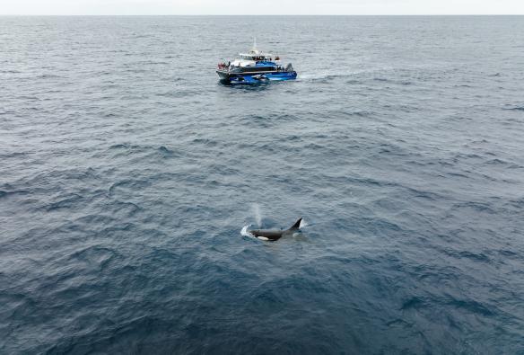 Aerial view over a boat cruising through the ocean with an orca breaching nearby during a tour with Naturaliste Charters, Bremer Bay, Western Australia © Tourism Australia