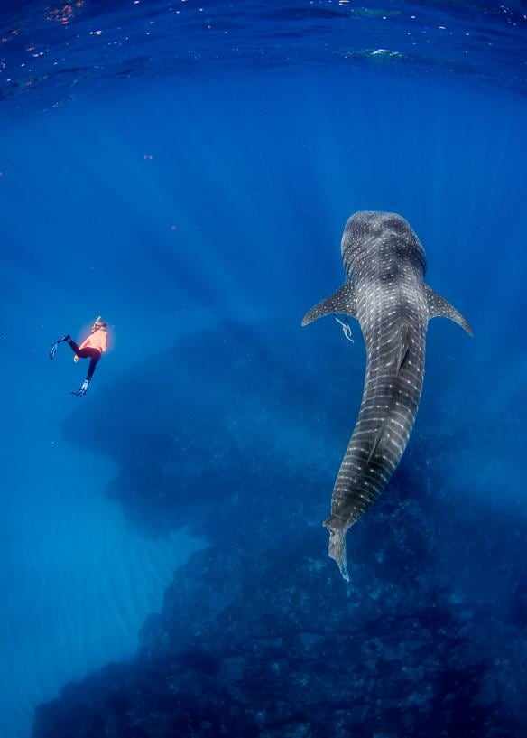 Underwater photo of a person swimming beside a whale shark, Live Ningaloo, Exmouth, Western Australia © Chris Jansen / Live Ningaloo