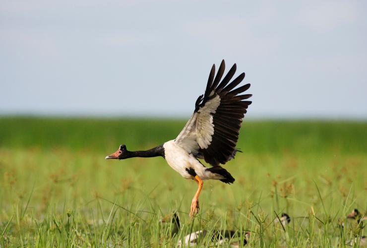 A magpie goose flying above wetlands, Bamurru Plains, Northern Territory © Bamurru Plains