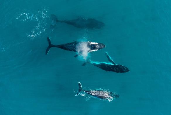 Aerial view of a pod of whales in the waters near Dunsborough, Western Australia © Tourism Western Australia