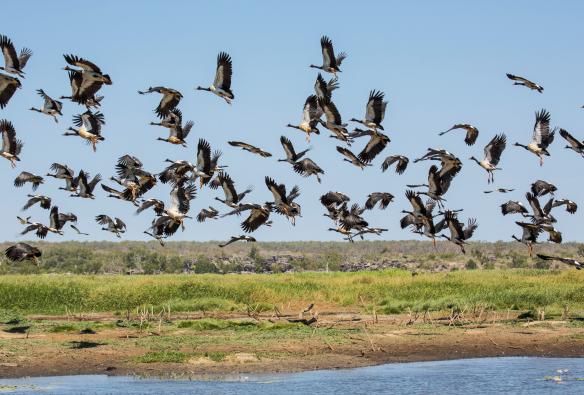 A flock of birds fly over wetlands at Bamurru Plains in the Northern Territory © Lords Kakadu & Arnhemland Safaris