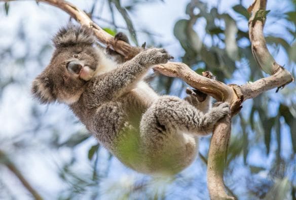 A koala hanging from a tree branch at  Hanson Bay Sanctuary, Kangaroo Island, South Australia © Tourism Australia 