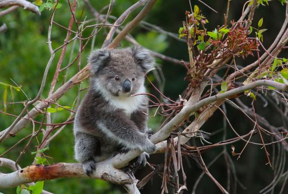 A fluffy koala sitting on a branch during a tour with Wildlife Wonders, Great Ocean Road, Victoria ©  Wildlife Wonders / Mark LePla