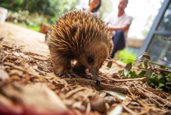 An echidna at Healesville Sanctuary, Healesville, Victoria © Visit Victoria 