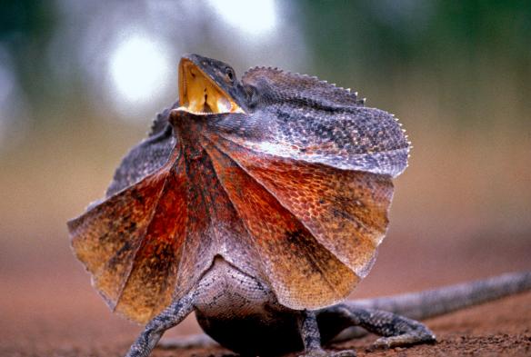 Frilled neck lizard © Tourism Australia 
