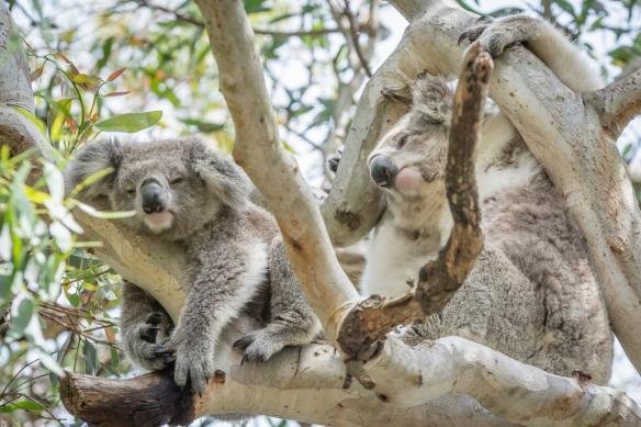 Two koalas in a eucalyptus tree on Raymond Island, Victoria © Darren Donlen