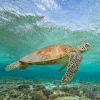 Turtle swims above reef off the coast of Lady Elliot Island © Sean Scott Photography