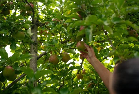A hand picking an apple from a tree, Lenswood Pick Your Own, Lenswood, South Australia © South Australian Tourism Commission