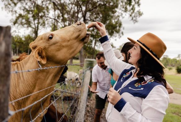 Woman feeding a cow at Splitters Farm, Sharon, Queensland © Tourism Australia