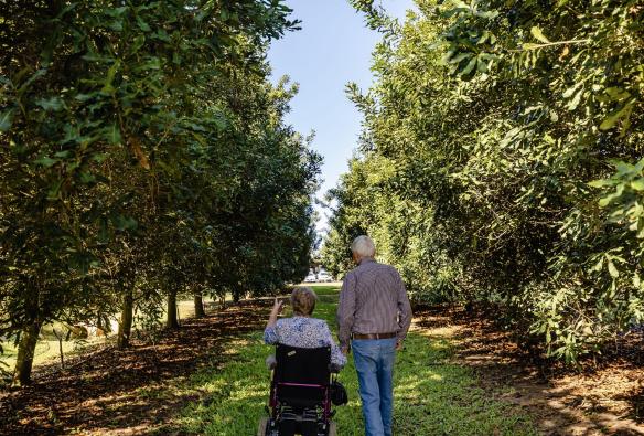 Man walking with a woman using a wheelchair through a grove of trees at Macadamias Australia, Bundaberg, Queensland © Tourism Australia