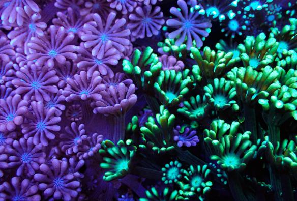 Close up of purple and green coral at Monsoon Aquatics Coral Farm Tours, Bundaberg, Queensland © Monsoon Aquatics Coral Farm Tours