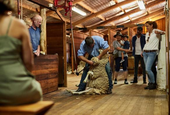 A man shears a sheep, Curringa Farm, Hamilton, Tasmania © Tourism Australia