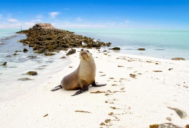 Seal on the beach on the Abrolhos Islands, Western Australia © Australia's Coral Coast