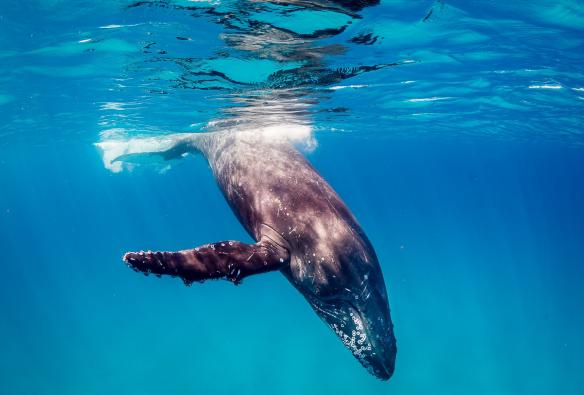 Ningaloo Reef, Western Australia © Live Ningaloo/Chris Jansen