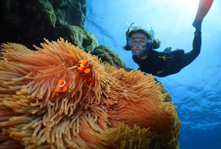 Agincourt Reef, Great Barrier Reef, Queensland © Silversonic Dive & Snorkel