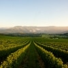 Bulong Estate Winery, Yarra Valley, VIC © Tourism Victoria