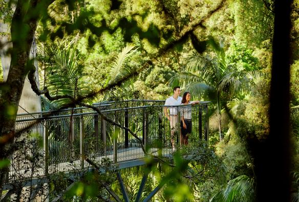 Two people standing on an elevated path in a lush green rainforest, Tamborine Rainforest Skywalk, Tamborine Mountain, Queensland © Tourism Australia