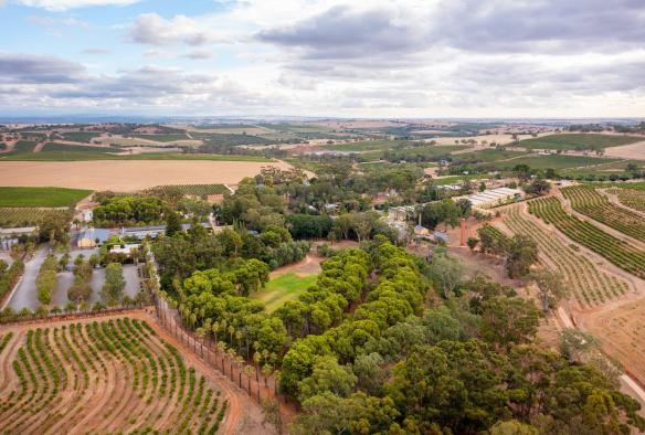 Aerial view over a vineyard, Seppeltsfield, Barossa Valley, South Australia © Tourism Australia