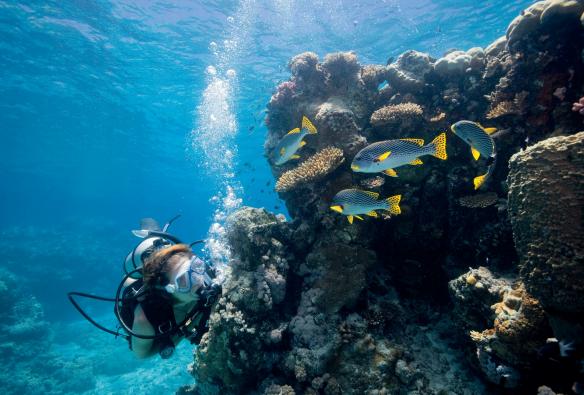 An underwater scene of a person snorkelling beside a school of colourful fish, Lizard Island, Great Barrier Reef, Queensland © Tourism and Events Queensland/Darren Jew 