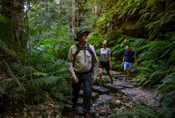 A guide leading two people on a tour through lush green rainforest with Tread Lightly Eco Tour, Blackheath, New South Wales © Destination NSW