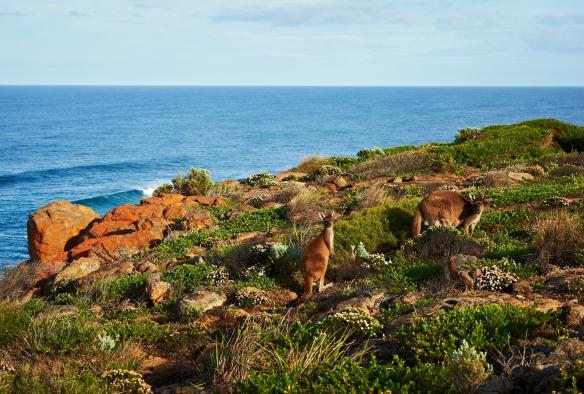 Walk Into Luxury, Cape to Cape Track, Margaret River, Western Australia © Walk into Luxury/Frances Andrijich 