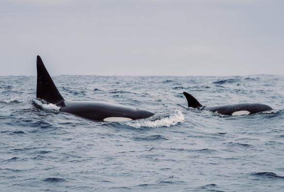 Two orcas breaching during a tour with Naturaliste Charters, Bremer Bay, Western Australia © Tourism Australia