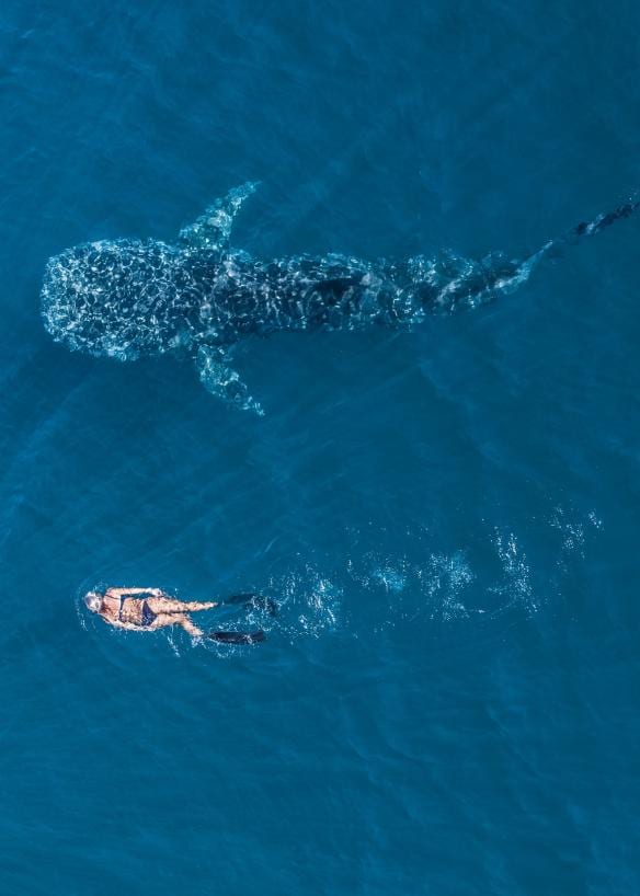 Aerial view over a person swimming beside a whale shark in the ocean, Ningaloo Reef, Western Australia © Tourism Western Australia 