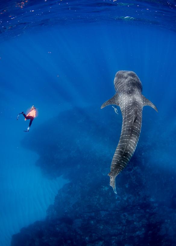 Underwater photo of a person swimming beside a whale shark, Live Ningaloo, Exmouth, Western Australia © Chris Jansen / Live Ningaloo