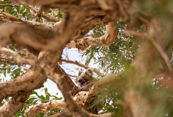 A koala visible through intertwined branches yawning while relaxing among the leaves at Tilligerry Habitat Reserve, Tanilba Bay, New South Wales © Rob Mulally
