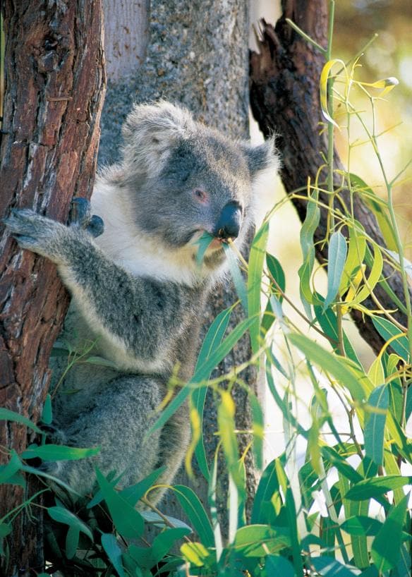 A large koala chewing on a gum leaf as it clings onto the side of a tree in Yanchep National Park, Western Australia © Tourism Western Australia