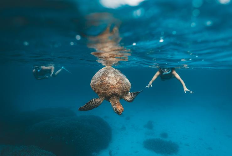 Snorkellers with turtle, Heron Island, QLD © James Vodicka/Tourism Australia