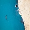 Southern right whales swimming by the Head of Bight in South Australia © South Australian Tourism Commission