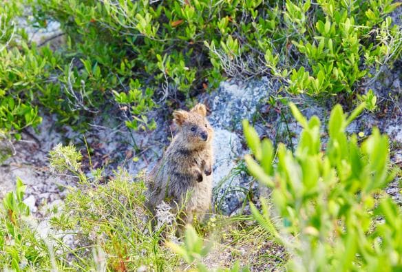 A quokka standing between coastal flora on Rottnest Island, Western Australia © Rottnest Island Authority