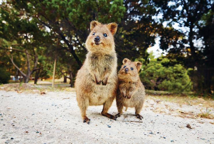 An adult and baby quokka standing side by side on a path surrounded by bushland on Rottnest Island, Western Australia © Tourism Western Australia 