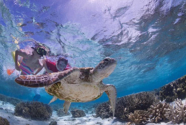 Snorkelling with turtles, Lady Elliot Island, QLD © Tourism and Events Queensland