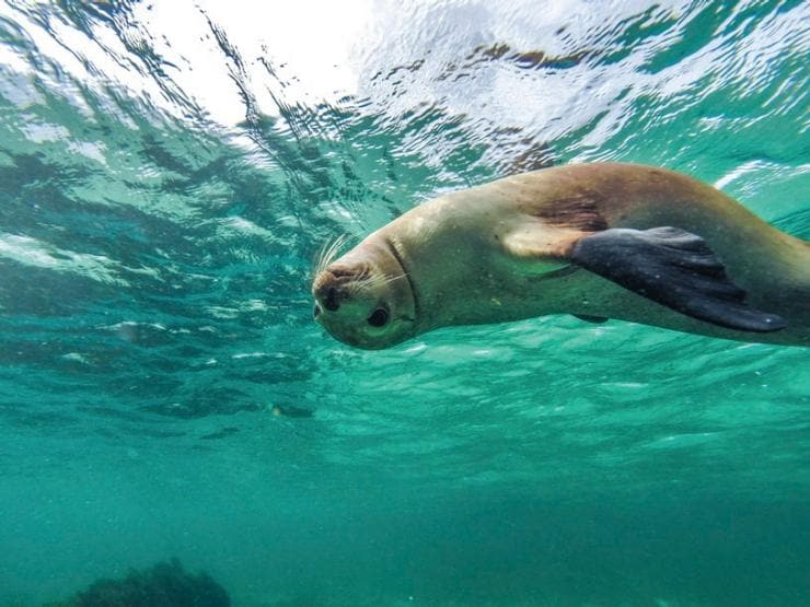 Underwater photo of a sea lion swimming upside down, Baird Bay, Eyre Peninsula, South Australia © Tourism Australia