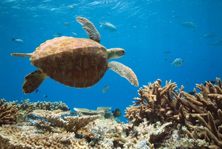 A turtle swimming over coral, Great Barrier Reef, Queensland © Tourism and Events Queensland