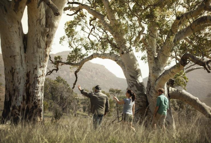Wilpena Pound Resort, Flinders Ranges, Australie du Sud © Tourism Australia