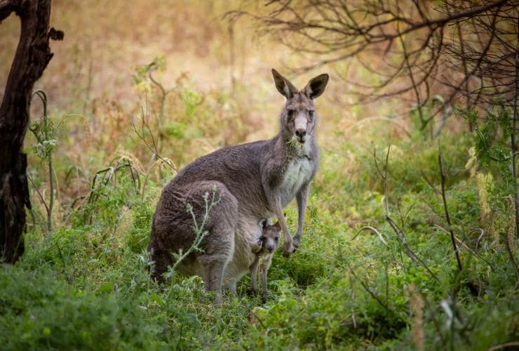Worn Gundidj at Tower Hill, Tower Hill Wildlife Reserve, Victoria © Tourism Australia