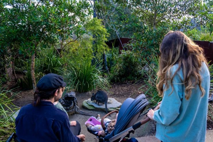 Un homme en fauteuil roulant avec sa famille admire un wallaby au Zoo de Taronga, Sydney, Nouvelle-Galles du Sud © Tourism Australia