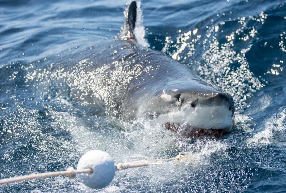 Calypso Dive Charters, Neptune Islands, SA © Tourism Australia