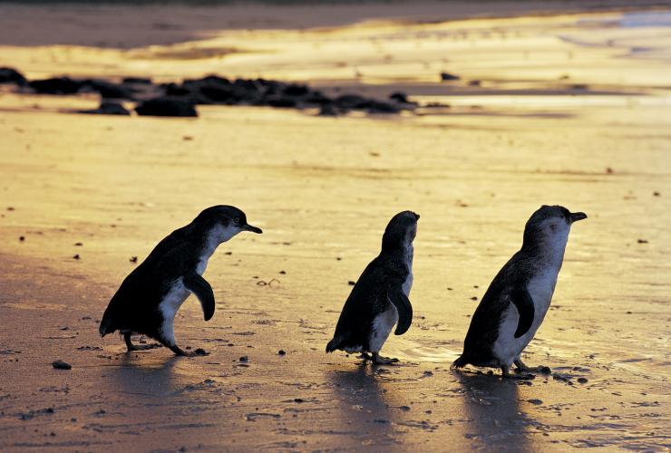 Trois petits pingouins sur la plage au coucher du soleil sur Phillip Island, Victoria © Phillip Island Nature Parks
