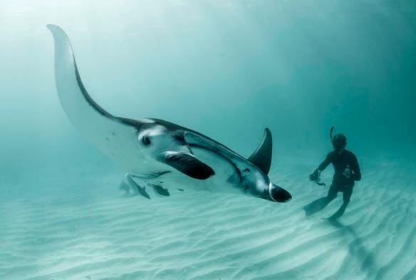 Raies manta et plongée, Ningaloo Reef, Australie Occidentale © Tourism Western Australia