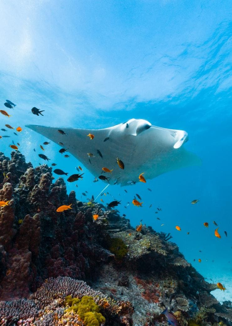 Lady Elliot Island, Grande Barrière de Corail, Queensland © Tourism and Events Queensland