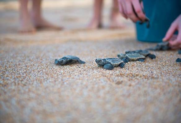 Parc de conservation de Mon Repos, Mon Repos, Queensland © PIRIE BATH PHOTOGRAPHY 