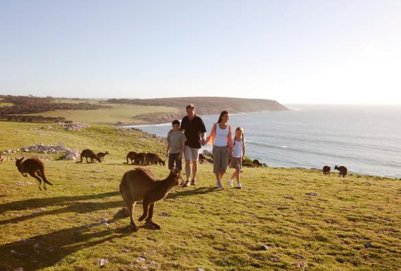 Une famille marche sur une colline verdoyante et entourée de kangourous à Stokes Bay, Kangaroo Island, Australie du Sud © Tourism Australia